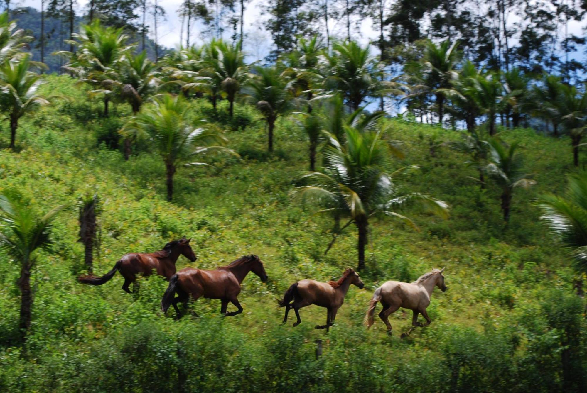Hotel Eco Sitio Nosso Paraiso ساكاريما المظهر الخارجي الصورة